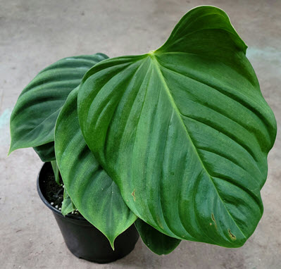 8" Philodendron Fuzzy Petiole